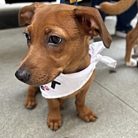 adopt a pet