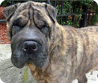 brindle shar pei mix