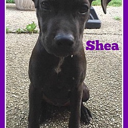 Thumbnail photo of Shea #1
