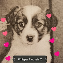 Thumbnail photo of WHISPER #2