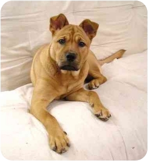 american staffordshire terrier chow chow