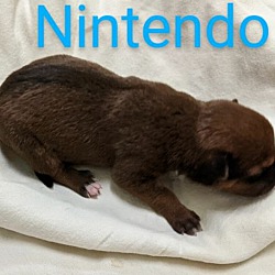 Thumbnail photo of Nintendo #3