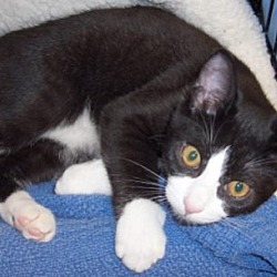Thumbnail photo of Sylvester Adopted Feb 15 #4