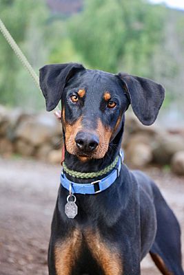 Fillmore, CA - Doberman Pinscher. Meet Adrian a Pet for Adoption ...