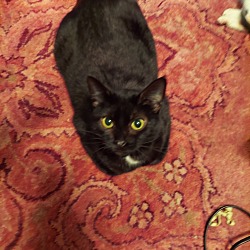 Photo of Henna