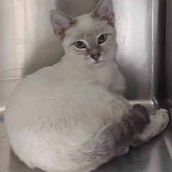 Photo of Sylvester