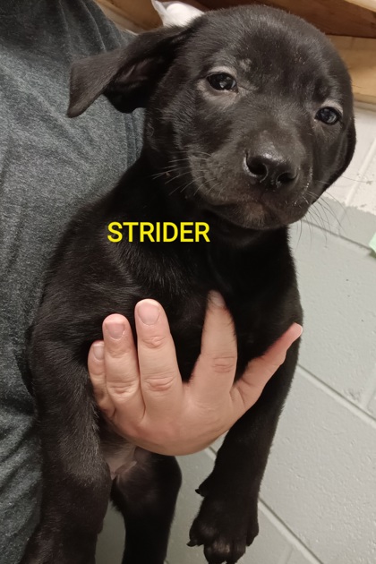 Photo of STRIDER