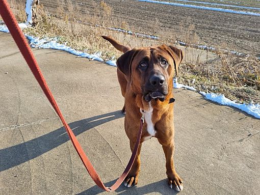 Palisades Park, NJ - Tosa Inu/Rhodesian Ridgeback. Meet Bloo a Pet for ...