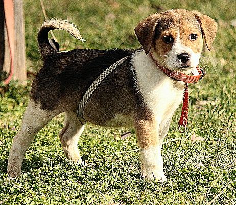 Allentown, PA - Retriever/Beagle. Meet a Pet for Adoption - AdoptaPet.com