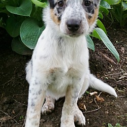 Thumbnail photo of Speckles-ADOPTION PENDING #2