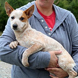 Thumbnail photo of Ellie ~ adopted! #3