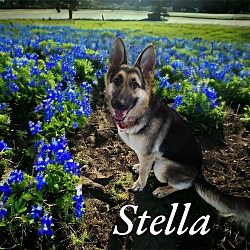 Thumbnail photo of Stella II #4