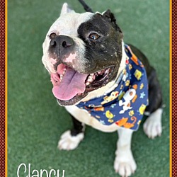 Thumbnail photo of CLANCY #2