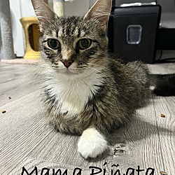 Photo of Mama Piñata