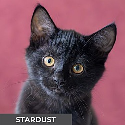 Photo of Stardust