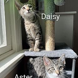 Thumbnail photo of Daisy #4