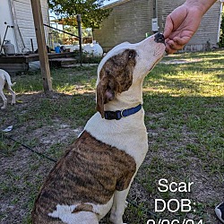 Thumbnail photo of Scar #1