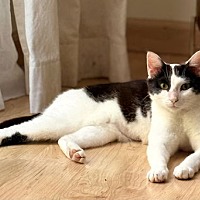 adopt a pet