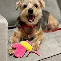 adopt a pet