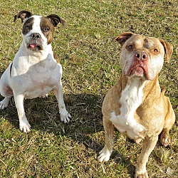 bonded pet photo