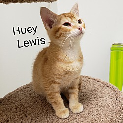 Thumbnail photo of Huey Lewis #2