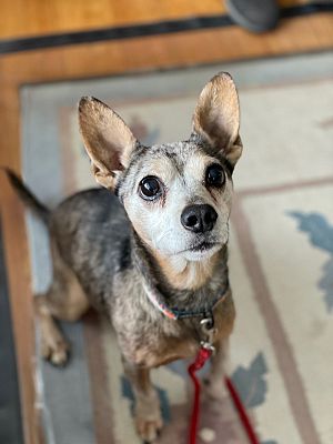 Denver, CO - Chihuahua. Meet Murray a Pet for Adoption - AdoptaPet.com