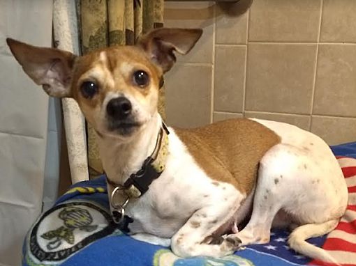 Barrington Hills, IL - Chihuahua. Meet Patches A Pet For Adoption ...