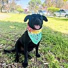 Adopt A Pet :: Romeo - San Diego, CA