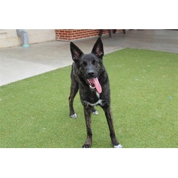 Photo of ACE
