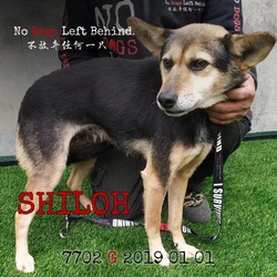 Thumbnail photo of Shiloh 7702 #1