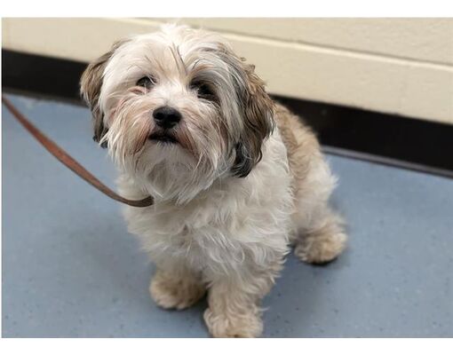 Denver, CO - Havanese. Meet PATCH a Pet for Adoption - AdoptaPet.com