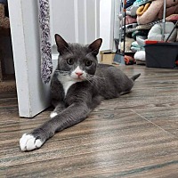 adopt a pet