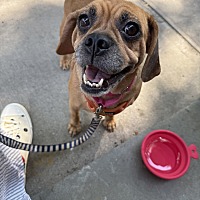 adopt a pet
