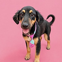 DUKE - Black and Tan Coonhound available for adoption