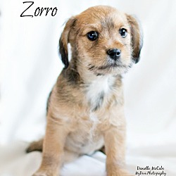 Thumbnail photo of Zorro #1