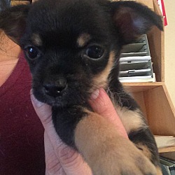 Thumbnail photo of Cosmo - Dahlia Pup #4