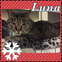 Thumbnail photo of Luna #2