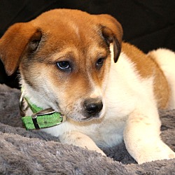 Thumbnail photo of Colt~adopted! #3