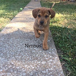 Thumbnail photo of Nimbus #1