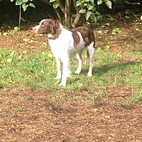 charlie's little dog house