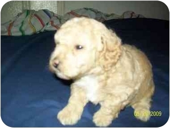 teacup poodle adoption