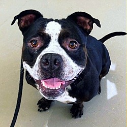 Photo of Hannah *SUPER URGT* NEEDS IMMED FOSTER HOME