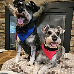 bonded pet photo