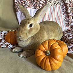Thumbnail photo of Pumpkin #4