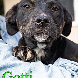 Thumbnail photo of Gotti #2
