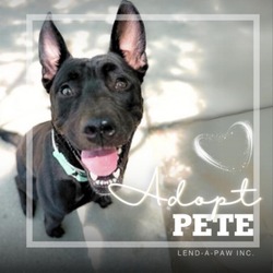 Thumbnail photo of Pete #3