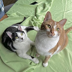 bonded pet photo