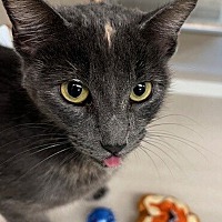 adopt a pet