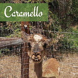 Thumbnail photo of Caramello, Jazzmyn & Patches #1