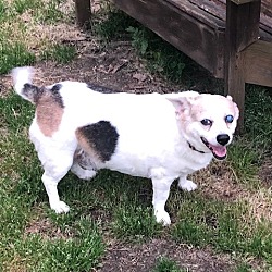 bonded pet photo